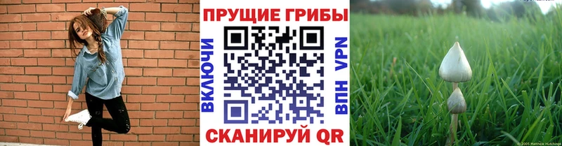 мега ССЫЛКА  Барыш  Псилоцибиновые грибы Psilocybe 